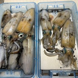 アオリイカ