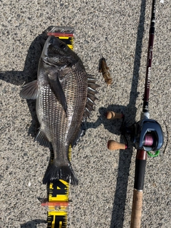 チヌの釣果