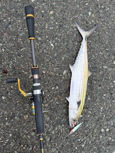 サゴシの釣果