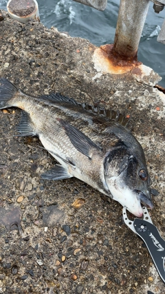 クロダイの釣果