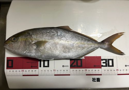 シオの釣果