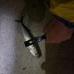 サバ