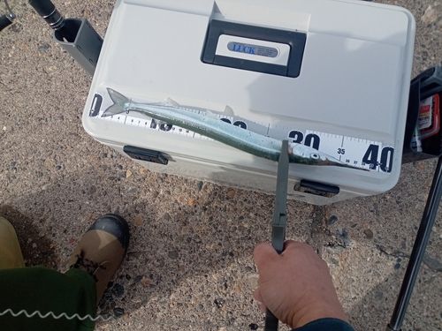 サヨリの釣果