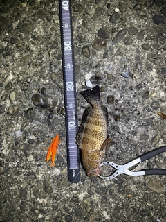 オオモンハタの釣果