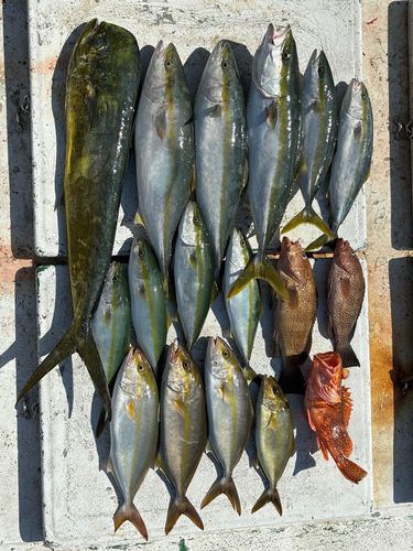 ワラサの釣果