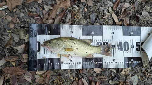 ブラックバスの釣果