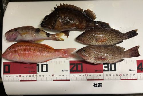 オジサンの釣果