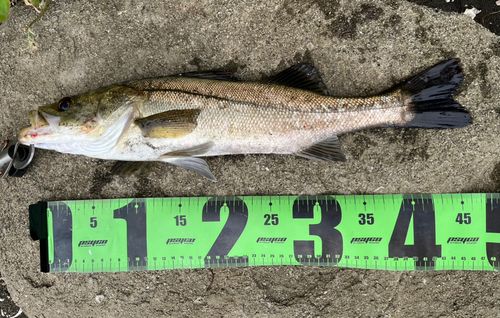 シーバスの釣果