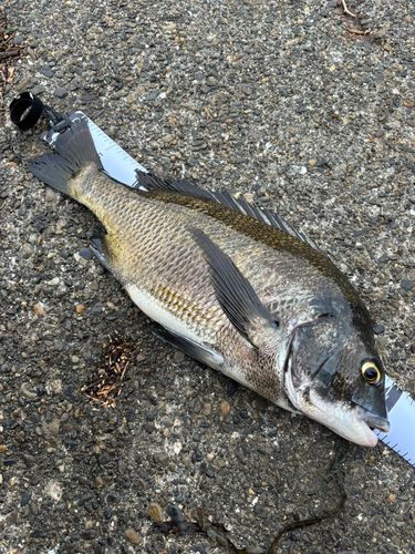 クロダイの釣果