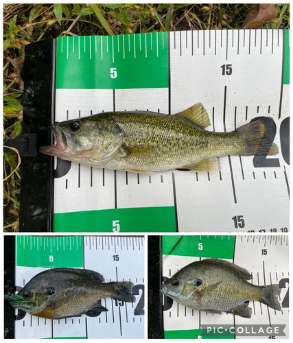 ブラックバスの釣果