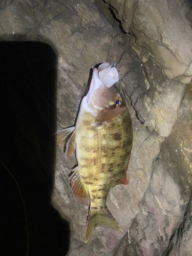 フエフキダイの釣果