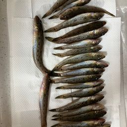 マハゼ