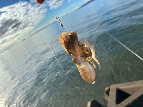 イイダコの釣果