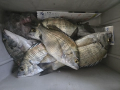 クロダイの釣果