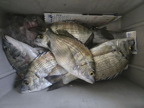 クロダイの釣果