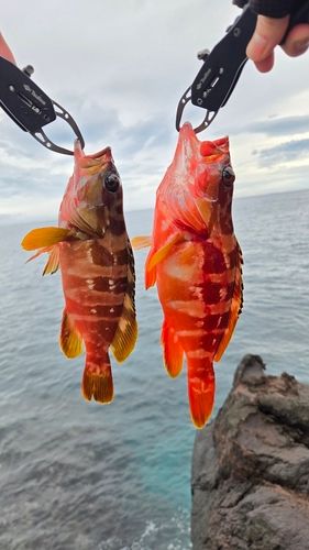 アカハタの釣果