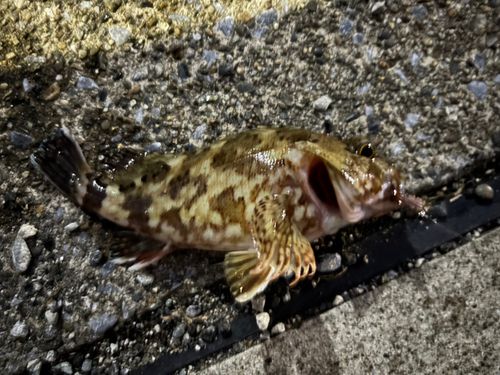 カサゴの釣果