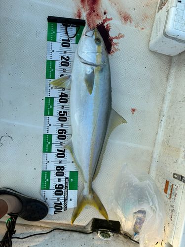 ヒラマサの釣果