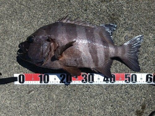 イシダイの釣果
