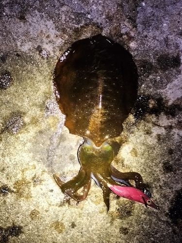 アオリイカの釣果