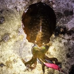 アオリイカ