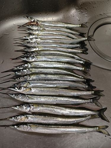 サヨリの釣果