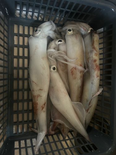 ケンサキイカの釣果