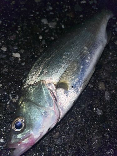 セイゴ（マルスズキ）の釣果