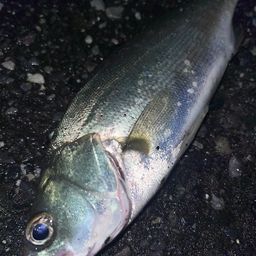 セイゴ（マルスズキ）