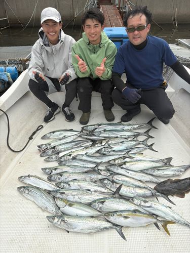 サワラの釣果
