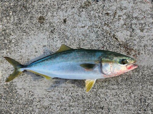 ツバスの釣果
