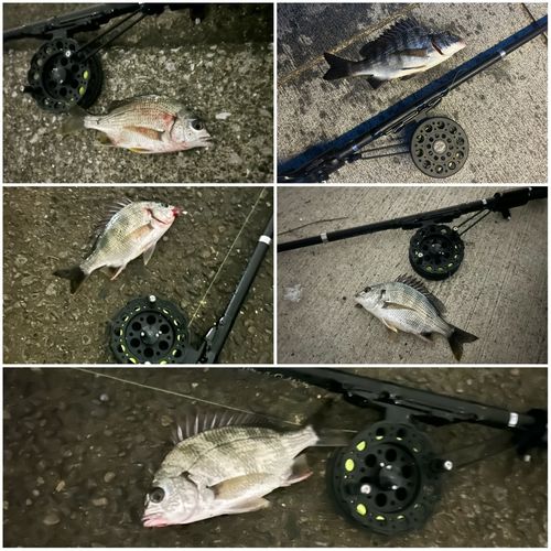 チンチンの釣果