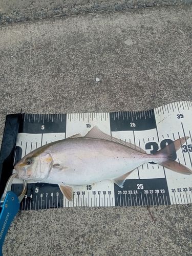 ショゴの釣果