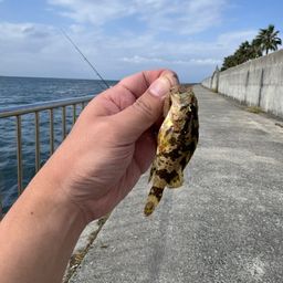 タケノコメバル