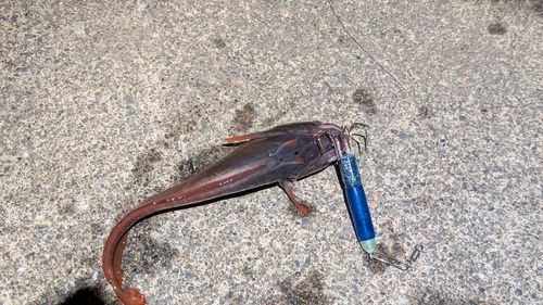 ドンコの釣果