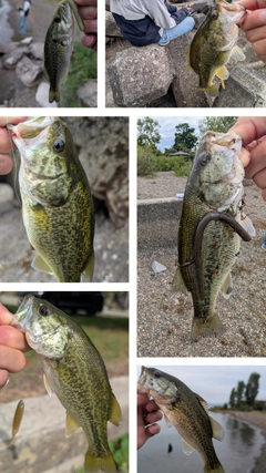 ラージマウスバスの釣果