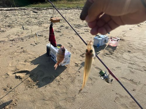キスの釣果