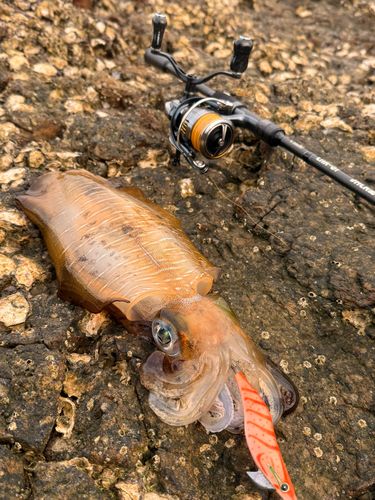 アオリイカの釣果