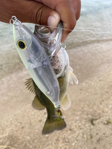 釣果