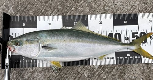 イナダの釣果