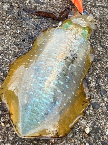 アオリイカの釣果