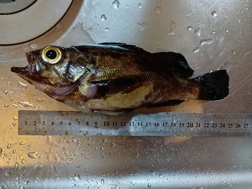 メバルの釣果