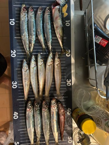 ウルメイワシの釣果