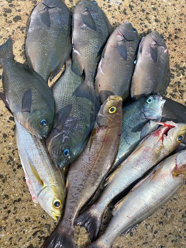 メジナの釣果