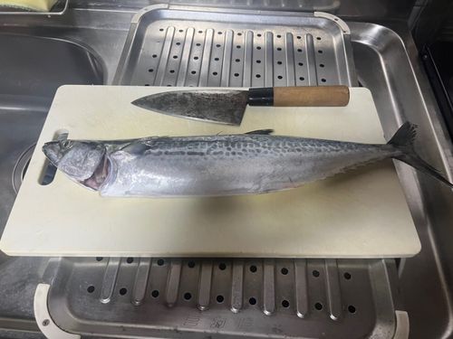 サゴシの釣果