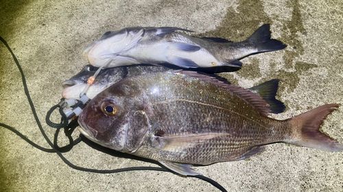 マダイの釣果