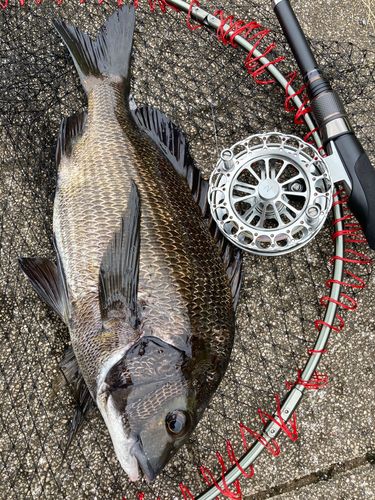 チヌの釣果