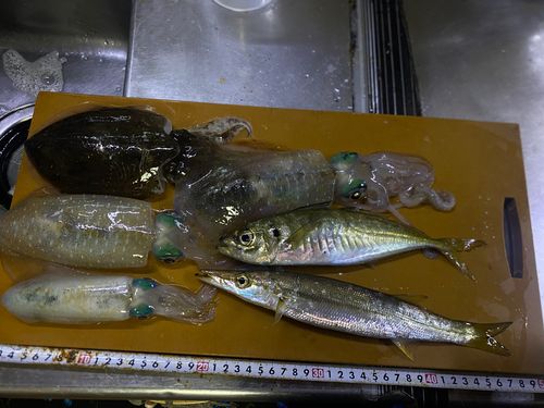 アオリイカの釣果