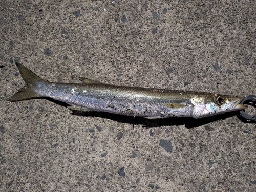 カマスの釣果