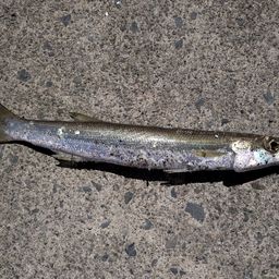 カマス